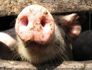 Африканская чума свиней уже в Подмосковье / «Московская областная ветеринарная лаборатория» бьет тревогу