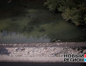 В Екатеринбурге увеличилось количество мертвой рыбы в Исети (ФОТО)