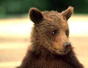 На Камчатке медвежонок залез в дом за едой, а на обратном пути застрял в форточке (ВИДЕО)