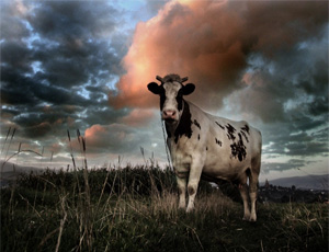 Страна чудес и партизанские коровы: Челябинская область рискует остаться без собственного молока