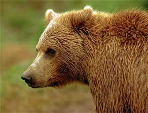 Челябинская медведица будет гадать на предстоящее лето