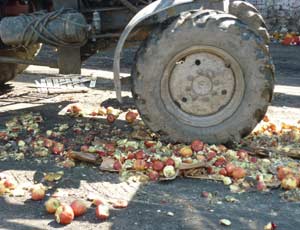 Готовим пастилу: в Челябинске тракторами передавили 1,5 тонны польских яблок
