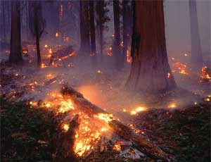 В Красноармейском районе введен режим ЧС из-за лесных пожаров