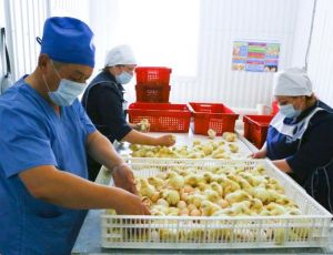 Развивающаяся птицефабрика обеспечит Югру дешевыми яйцами и мясом / Местная продукция будет дешевле на 20%, чем у конкурентов