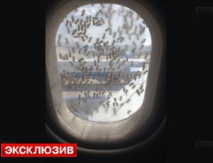 Аэробус подвергся нападению пчел во «Внуково» / Никто из пассажиров не пострадал