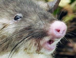 В Индонезии нашли неизвестную ранее крысу с пятачком и большими ушами (ФОТО)