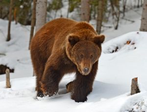 Медведи в московском зоопарке впали в спячку