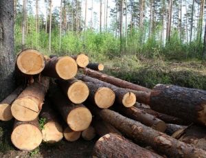 СКР Иркутской области начал свою проверку информации о «рабах» на лесопилке