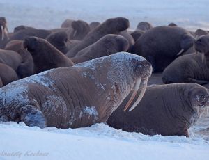 В национальном парке Чукотки неизвестные устроили массовый забой моржей / Численность этих животных близка к критической. Возбуждено уголовное дело