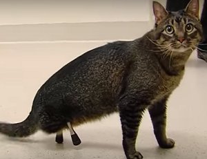 В США коту сделали титановые протезы задних лап (ВИДЕО)