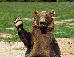 Красноярский охотник спутал товарища с медведем и застрелил его