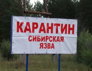 Забайкалье готовится к прививочной кампании от сибирской язвы / Местные власти боятся повторить опыт Ямала