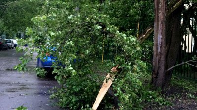 Ненастье в московском регионе: поваленные деревья, транспортные проблемы, перебои с электричеством и гибель ребенка