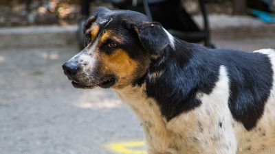 Полиция возбудила уголовное дело после расстрела бездомного пса в Челябинской области
