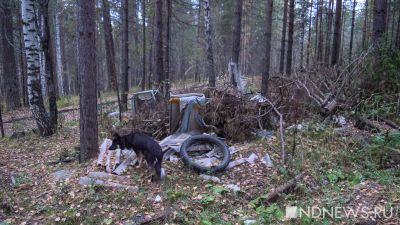 Старейший мусор в лесах России оказался екатеринбургским (ФОТО)