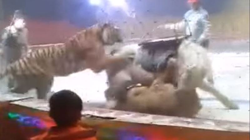 В китайском цирке лев и тигр терзали лошадь под ударами дрессировщиков