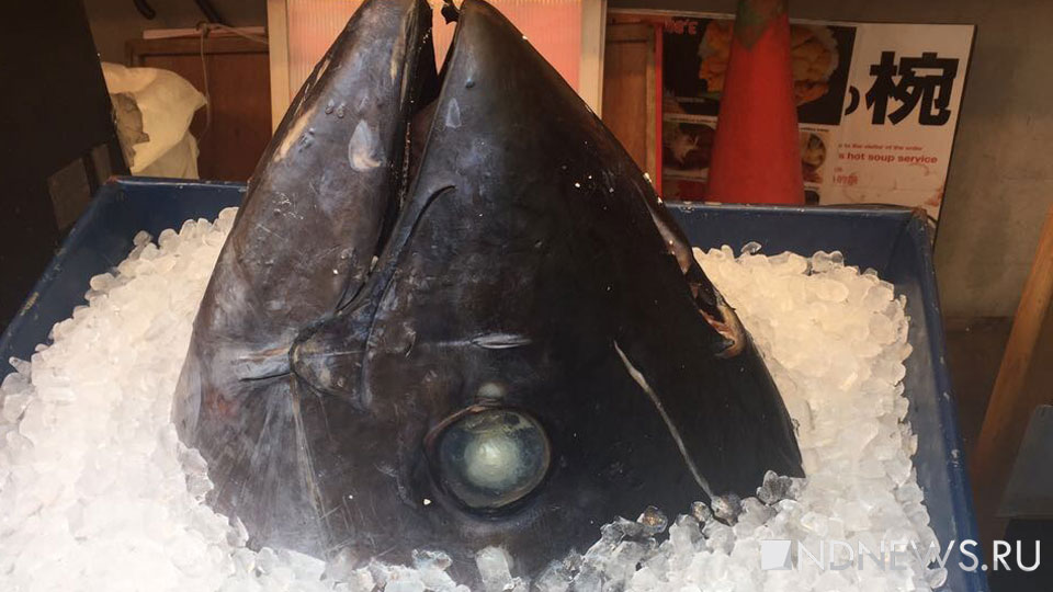 В Японии попала в продажу смертельно опасная рыба фугу