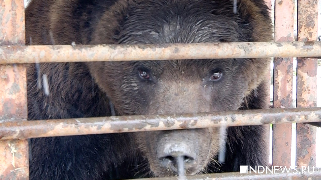 В Смоленской области медведь насмерть задрал работника кафе