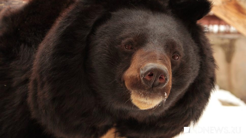 Медведь едва не задрал дрессировщика во время циркового шоу, зрители в шоке: «Коленки до сих пор трясутся!» (ВИДЕО)