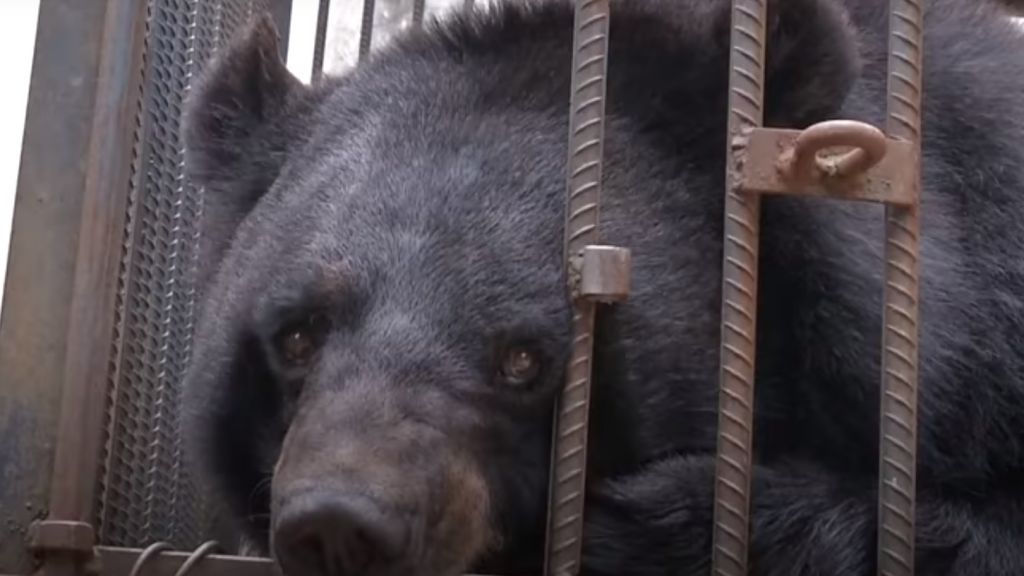 Купленный китаянкой щенок за два года вырос в медведя