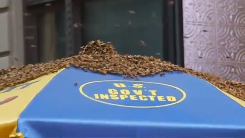 Пчелы против хот-догов: рой насекомых атаковал палатку с фаст-фудом на Манхэттене