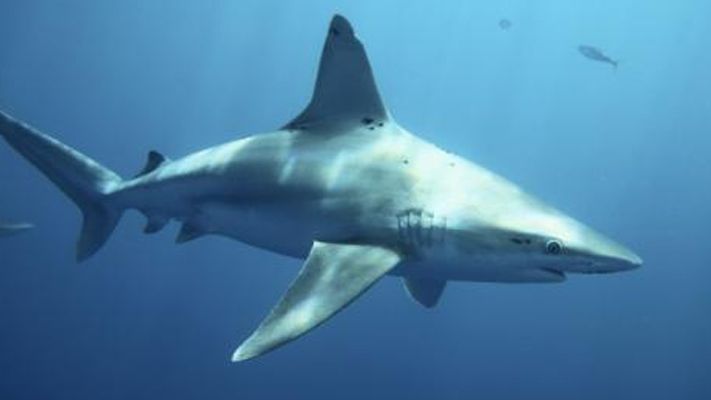 Ученые обнаружили первую акулу-вегетарианца