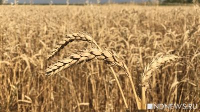 СМИ: Африке грозит дефицит пшеницы и ряда продуктов