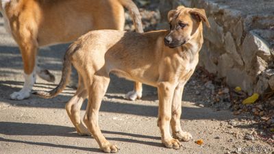 В Челябинске более десятка собак заперли в брошенном доме умирать