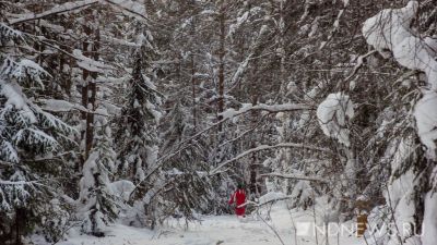 В Свердловской области начался зимний учет лесных зверей и птиц