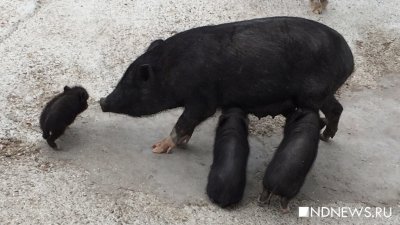 При обстреле в Белгородской области погибли десятки свиней