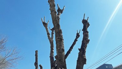 В Челябинске на дороге в аэропорт погибли более 70% деревьев