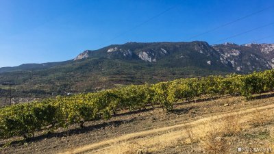 Площадь закладки молодых виноградников в Крыму выросла в 10 раз