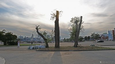 В Челябинске стартовал сезон «оболванивания» деревьев