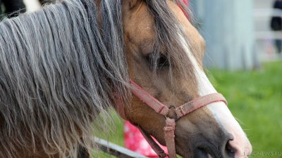 В Челябинске иномарка сбила лошадь