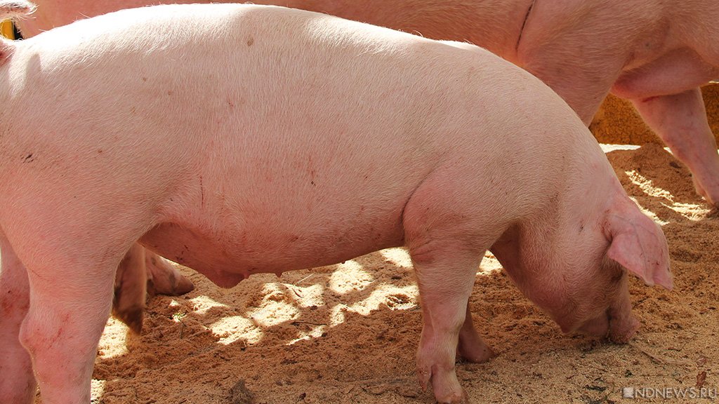 В Британии не хватает мясников для забоя свиней