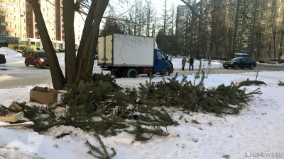 В Челябинске начинают торговать елками