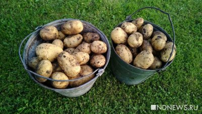 В Минсельхозе объяснили рост цен на картофель