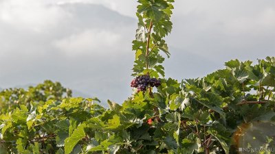 На Урале научились выращивать абрикосы и виноград