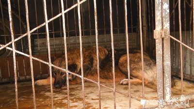 В Артемовском через суд закрыли службу отлова собак, которая жестоко обращалась с животными