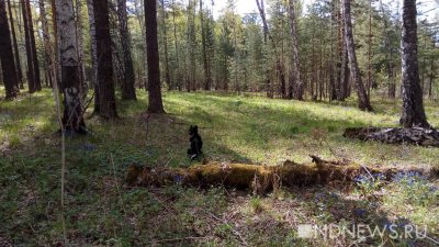 В уральских лесах для животных оставляют закладки с дозами