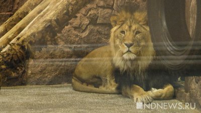 В Екатеринбургском зоопарке царь зверей отмечает день рождения