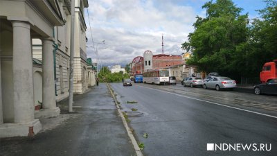 На Куйбышева упавший тополь оборвал трамвайные провода (ФОТО)