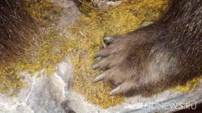 В Сибири медведь повредил технику на площадке по добыче нефти