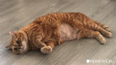 Ветеринар рассказал, как помочь коту в жару