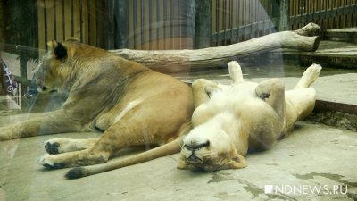 Вопрос о второй очереди Екатеринбургского зоопарка отложили из-за «отсутствия необходимости и возможности»