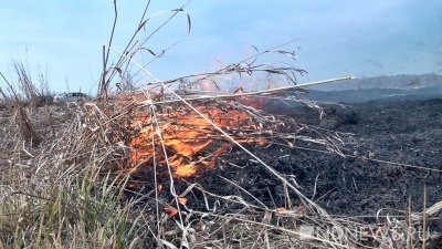 Площадь выгоревших лесов в Свердловской области увеличилось вдвое