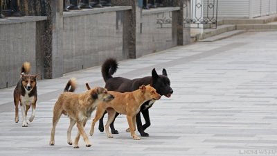 Южноуральцы пожаловались на стаю бродячих псов рядом с детским садом