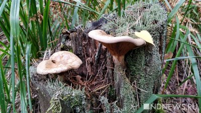 На Таганае продолжается грибной сезон