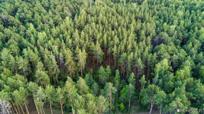 В Екатеринбурге создадут рабочую группу по сохранению городских лесов