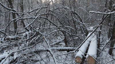 В Тюмени прокуратура выявила незаконную вырубку деревьев на миллионы рублей